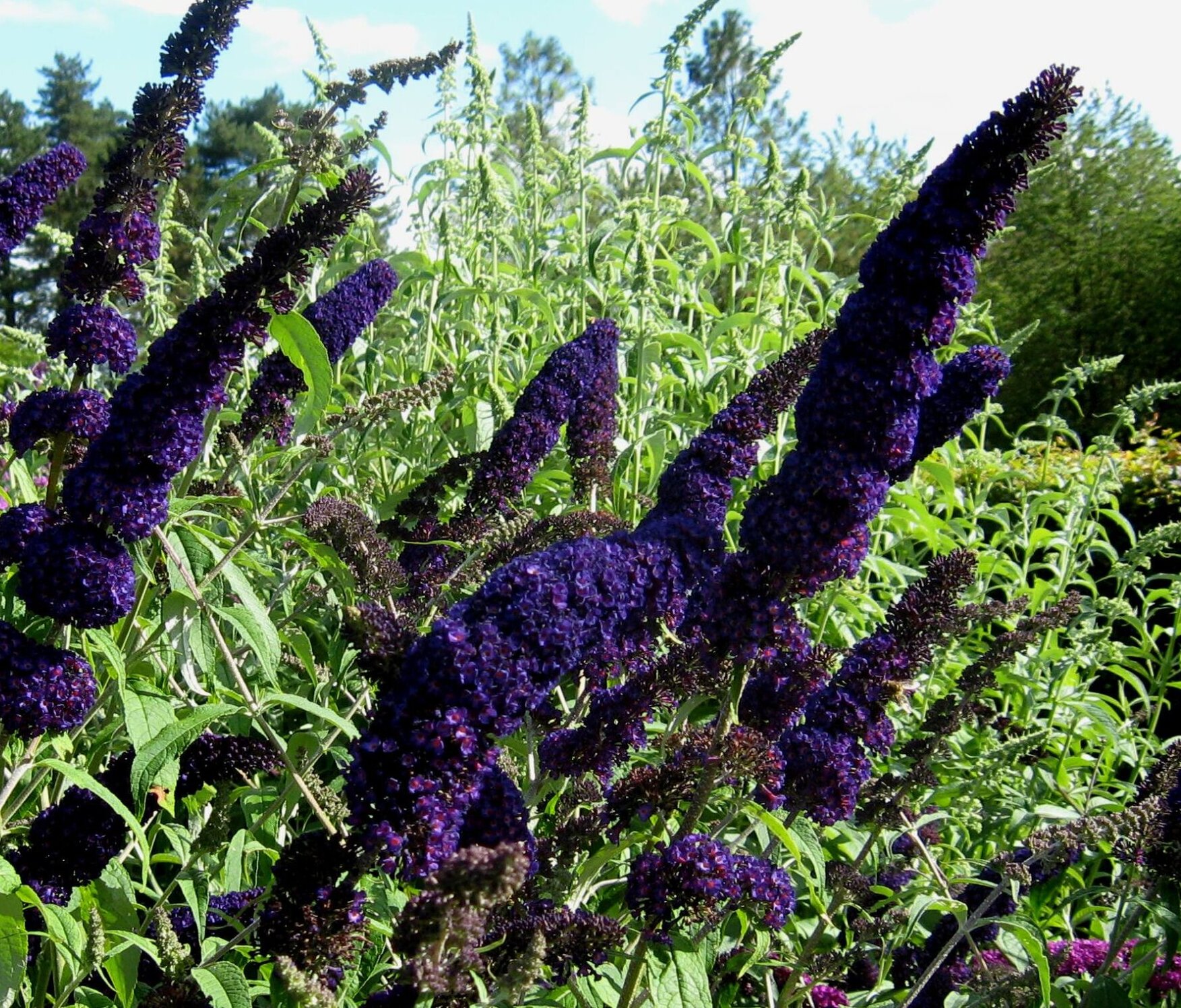 Blomstrende Sommerfuglebuske